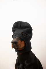 Black doberman dog wearing bandit mask