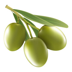 Green olive branch isolated on white background as package design composition. realistic vector, 3d