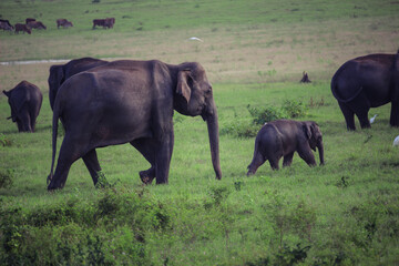 Fototapeta premium Family of wild elephants, mother and baby, in a Sri Lankan national park