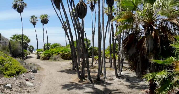 Palmeras, playa y oc&eacute;ano de Todos Santos, Baja California, M&eacute;xico_Jorge Morfin