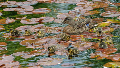 Entenfamilie