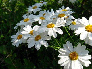 Chamomiles on a natural green background
