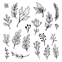 Hand drawn floral ornaments. Flowers and leaves doodle vector collection. Decorative plants illustrations. Nature decoration drawings handmade style.