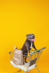 Pretty dog standing in shopping cart © Alexandr