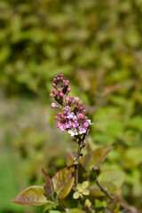Obraz premium Pink lilac