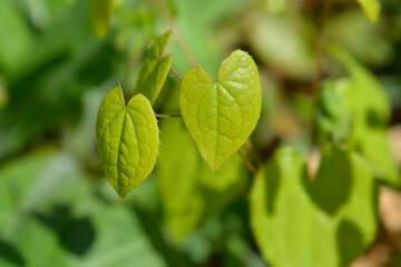 Alpine barrenwort