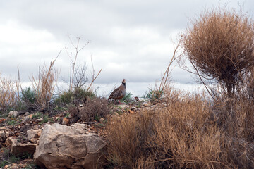 Two Alectoris rufa in their natural habitat in the natural park of Sierra Helada in Benidorm, Spain.