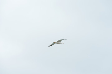 Seagull flies across the frame.