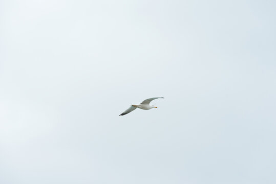 Seagull flies across the frame.