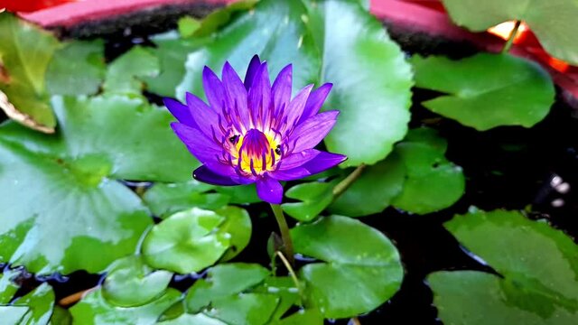 water lily charming collour