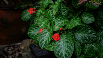 christmas tree with red berries