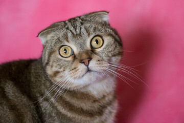 Portrait of a tabby cat on a pink background.