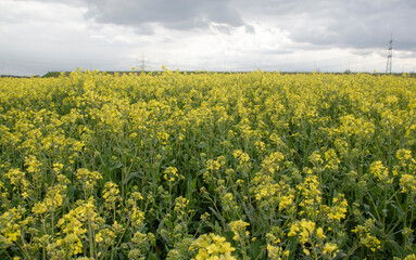 Ein schönes Rapsfeld im Frühling