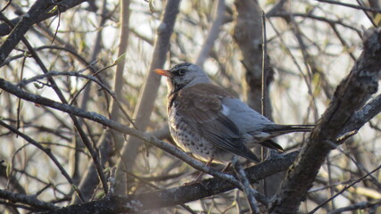 bird, nature, wildlife, animal, robin, tree, branch, beak, wild, feather, feathers, birds, winter, blackbird, black, sitting, snow, small, garden, green