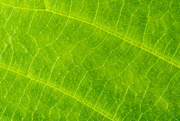 Close-up green leaf texture - macro view of the veins of a leaf - green plant background