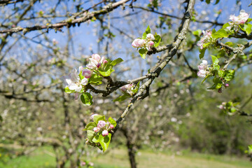 apfelblüte