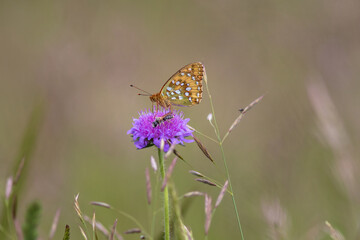 Großer Perlmutterfalter