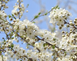 Branch with cherry plum flowers on a background of blue sky