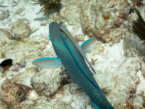 Whitefin Sharksucker