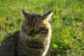 A mongrel cat named Chewbacca