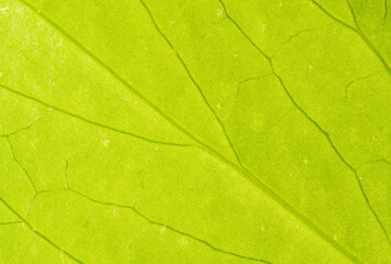 Fototapeta na wymiar Close-up green leaf texture - macro view of the veins of a leaf - green plant background