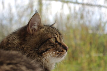 A mongrel cat named Chewbacca