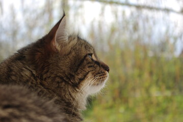 A mongrel cat named Chewbacca
