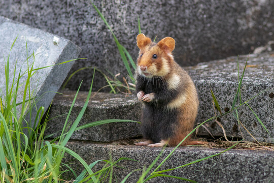 Hamster im Friedhof
