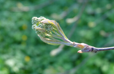 Blooming bud on a rowan in early spring in the sun macro photography, selective focus, horizontal orientation.