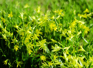 Yellow-green flowers of Gágea lútea in early spring in the meadow, selective focus, horizontal orientation.