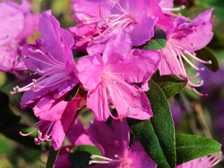 Bright pink flowers of Rhododendron dauricum in early spring in the sun macro photography, selective focus, horizontal orientation.