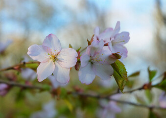 Flowering branch of prunus kurilensis cherry in early spring, blurred background, selective focus, horizontal orientation.