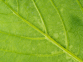 Close-up green leaf texture - macro view of the veins of a leaf - green plant background