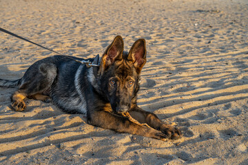 A sunset picture of a four months old German Shepherd puppy on a sandy beach. Golden light. Working line breed