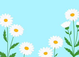 Greeting card daisies flowers vector Illustration