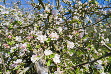 apfelblüte