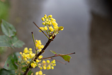 flowers with raindrops