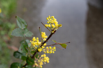 flowers with raindrops