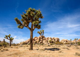 Joshua Tree National Park, Mojave Desert, California