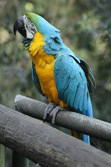 Parrot
