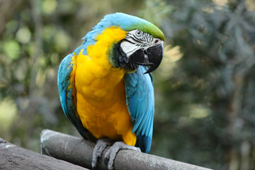 Parrot