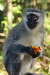 Monkey eating