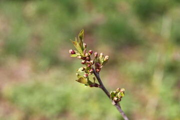 cherry branch with budding flower buds