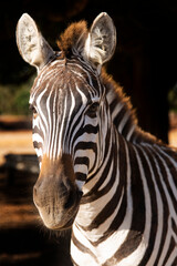 Naklejka premium Zebra portrait beautiful standing