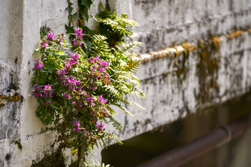  A group of flowering plants in extreme conditions. They grow in a crevice in the concrete floor of a bridge laid across a river in the forest. Selective focus.