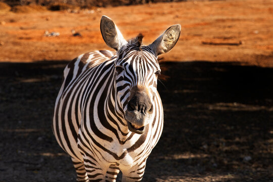 Zebra portrait beautiful standing