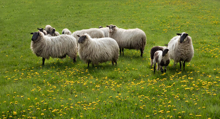 Flock of sheep, ewes and lambs, of the old Dutch breed Schoonebeek heath sheep, in a meadow full of...