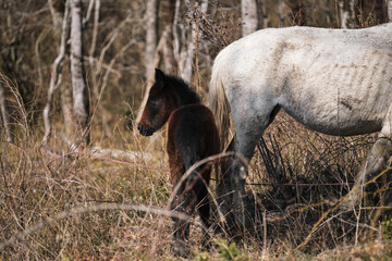 Grazing thoroughbred horses in the countryside. Large thoroughbred white and gray horse and small brown colt graze in forest and eat dry grass and hay with straw.