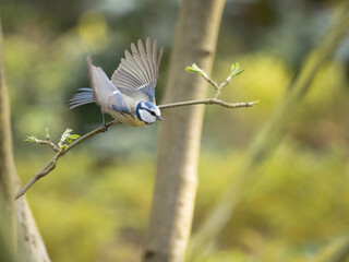 blue tit 