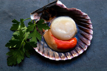open natural fresh scallop with coriander on stone tray, seafood © carballo